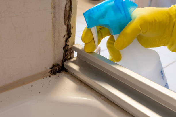 Best Office Mold Removal Services  in Eden, TX
