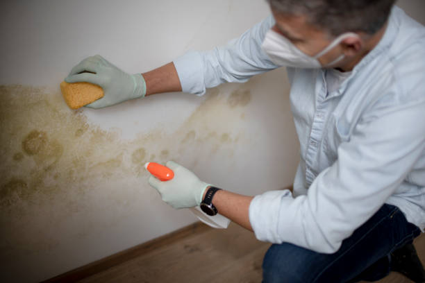 Professional Mold Removal in Eden, TX