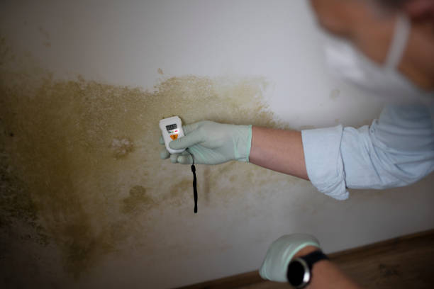 Best Same-Day Mold Removal  in Eden, TX