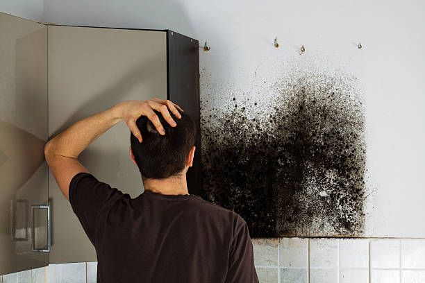 Best Mold Damage Repair  in Eden, TX