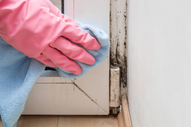 Best Home Mold Removal  in Eden, TX