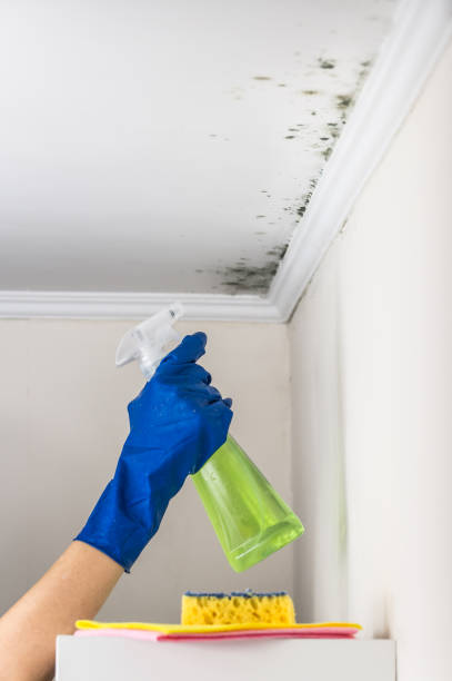  Eden, TX Mold Removal Pros