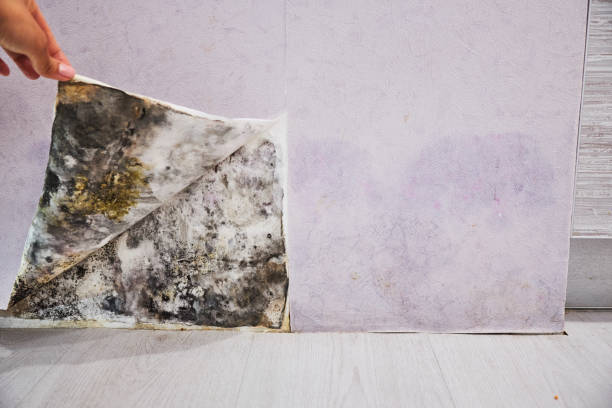 Best Same-Day Mold Removal  in Eden, TX